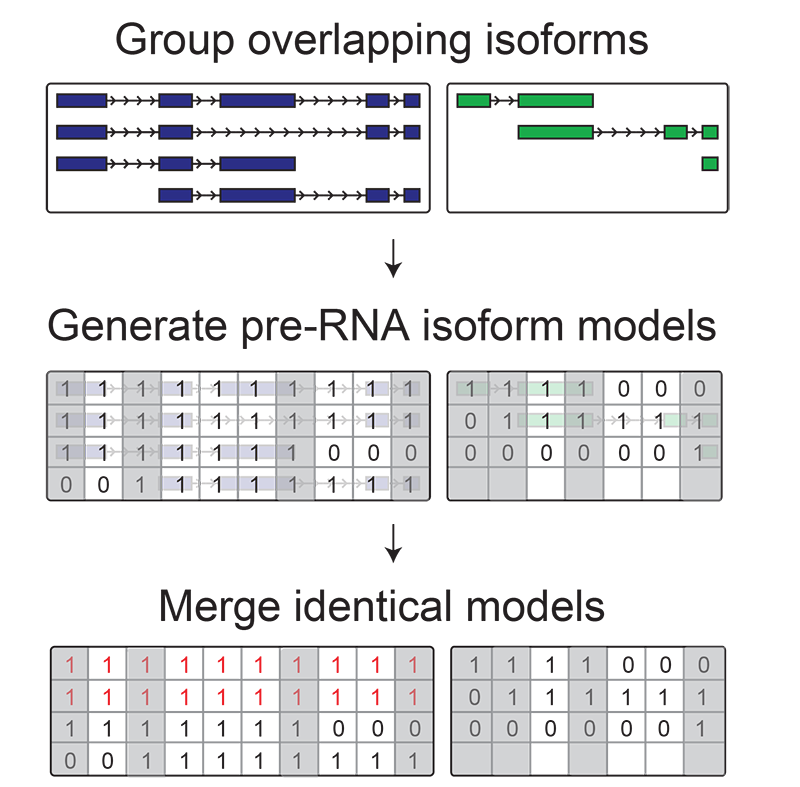 Schematic of DENR model generation