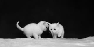 preview WhiteKitties