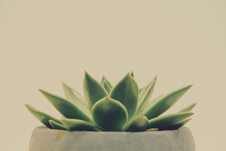 preview Succulent