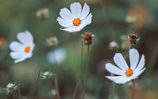 preview Daisies