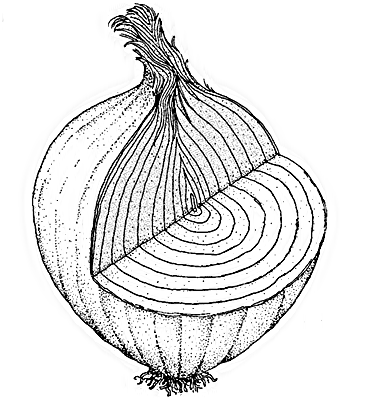 onion