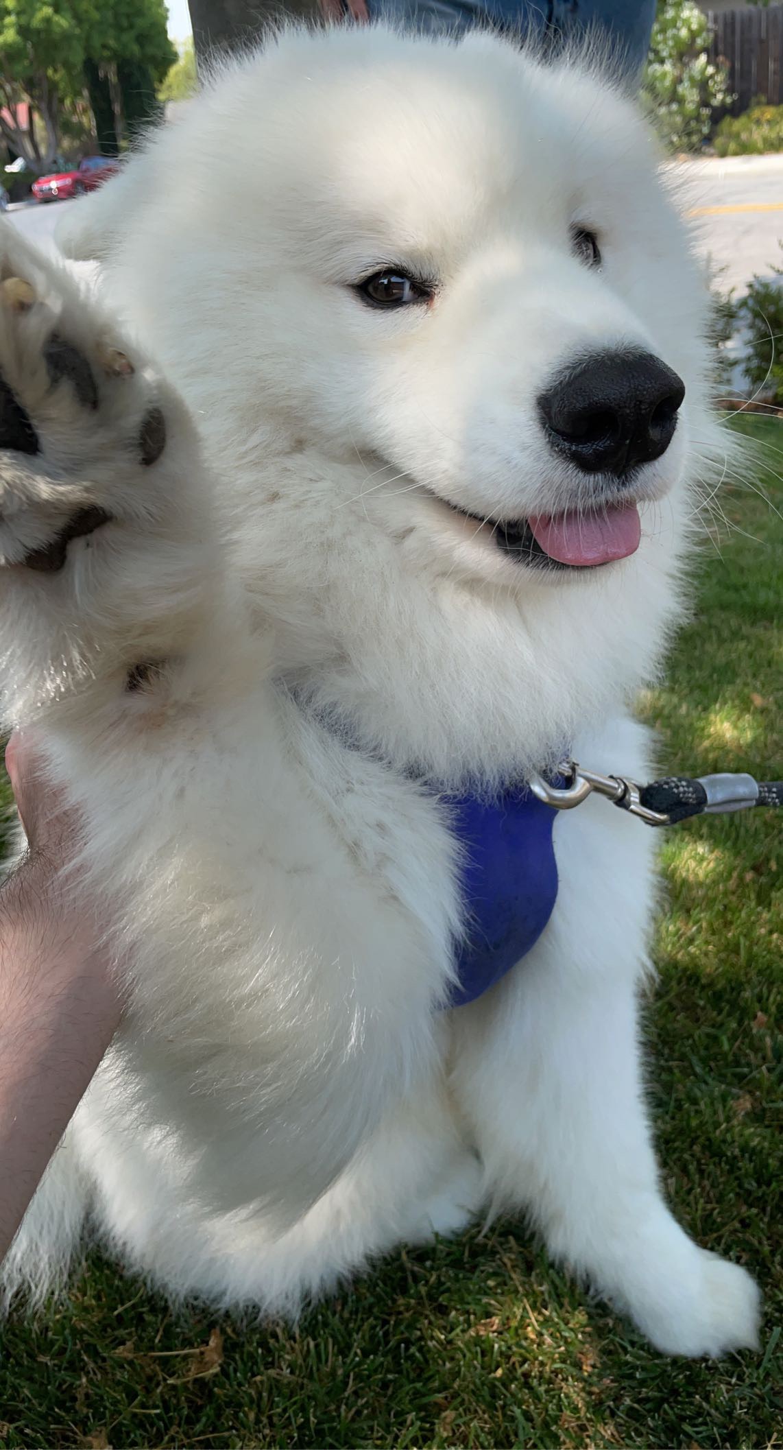 Happy Samoyed