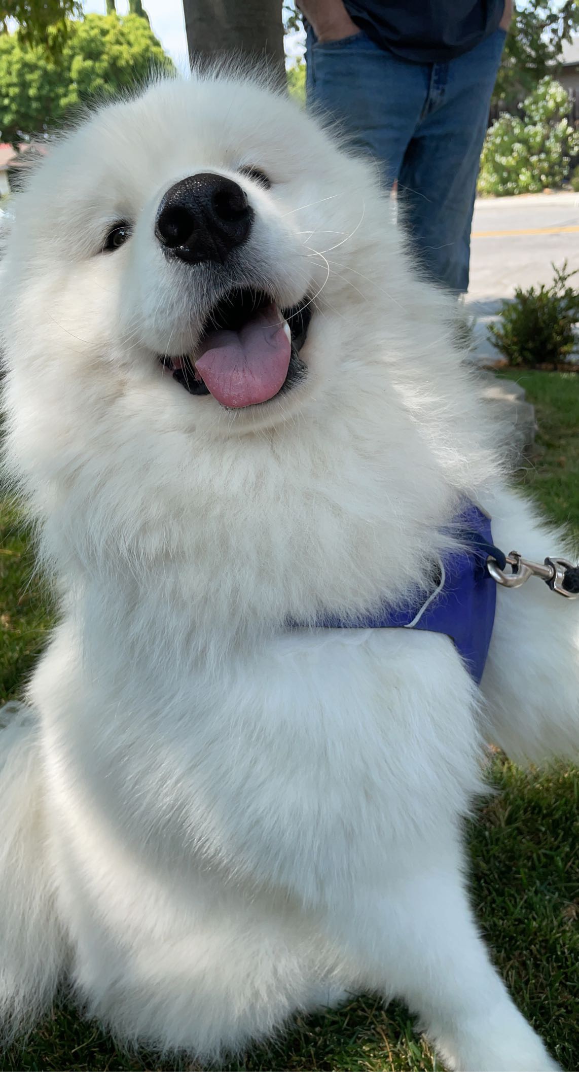 Very Happy Samoyed