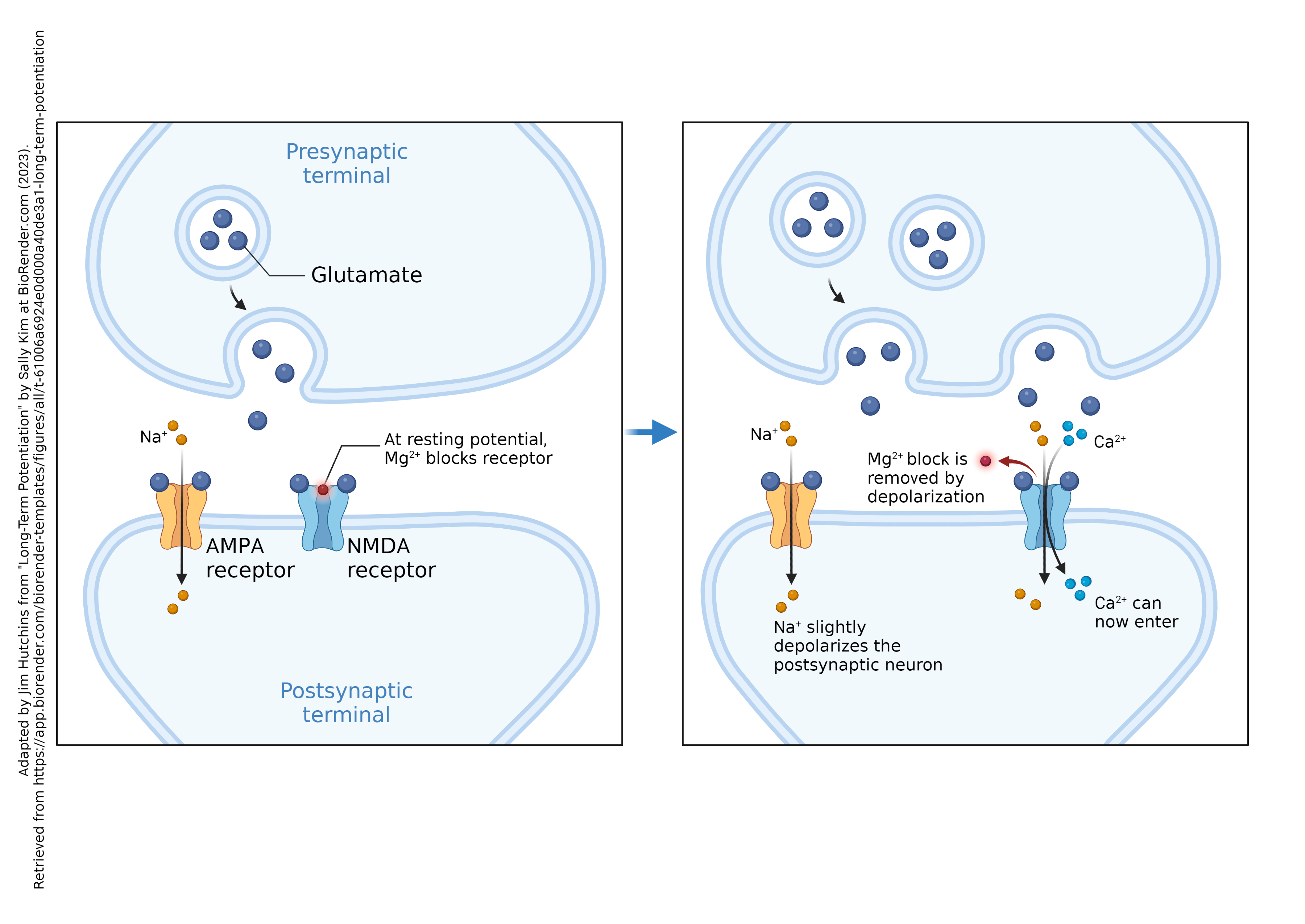 LongTermPotentiation