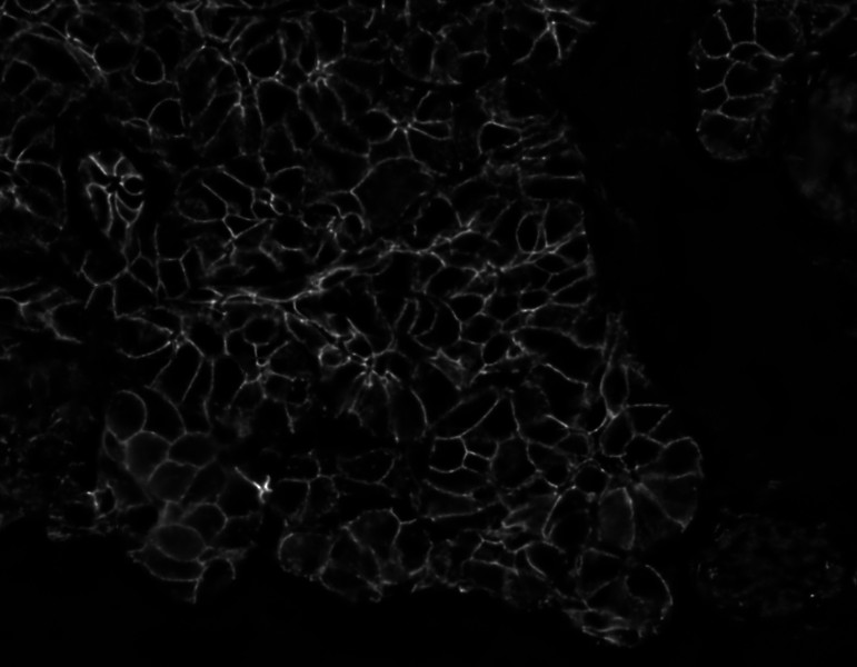 Membrane sample 2