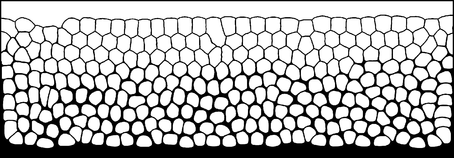 Image of a 2D foam structure made by LBfoam