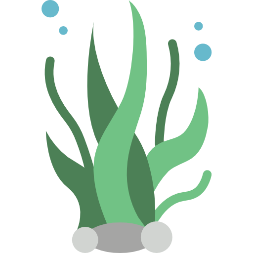 Seaweed