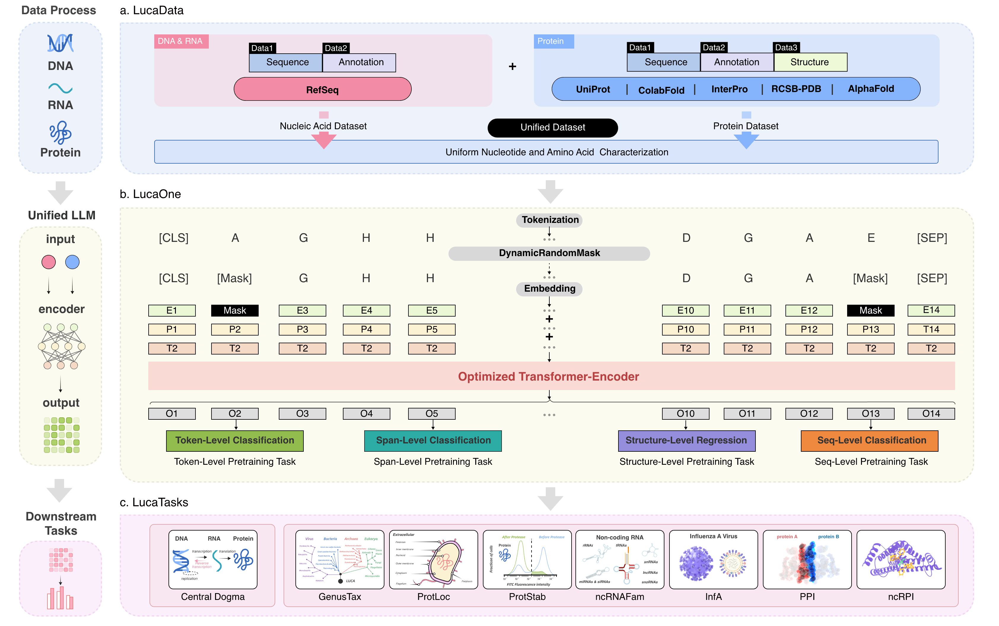 The workflow of LucaOne.