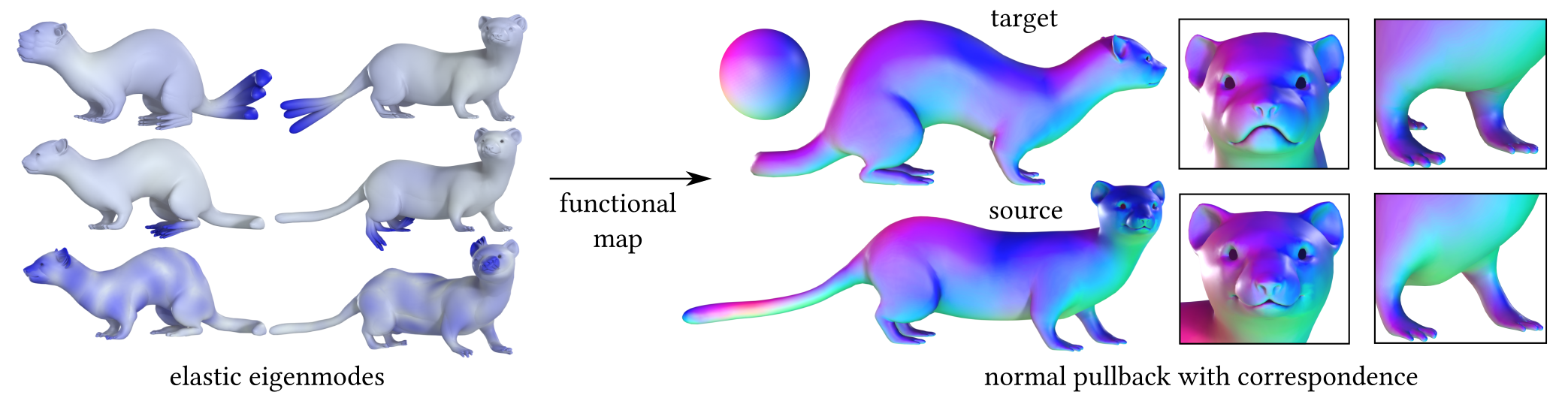 We compute correspondences between shapes by computing a functional map using (projected) eigenfunctions of an elastic shell energy’s Hessian as a functional basis. These basis functions are sensitive to extrinsic features such as extremities and creases (left). Hence, using them in a functional map pipeline enables us to accurately align crease lines such as mouth, ears, and toes (right). Here, we visualize the resulting correspondence by a pullback of normals from the ferret (top) to the weasel (bottom). The (transferred) normal directions are mapped to colors as shown on the little sphere.