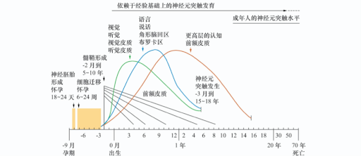 大脑发育阶段