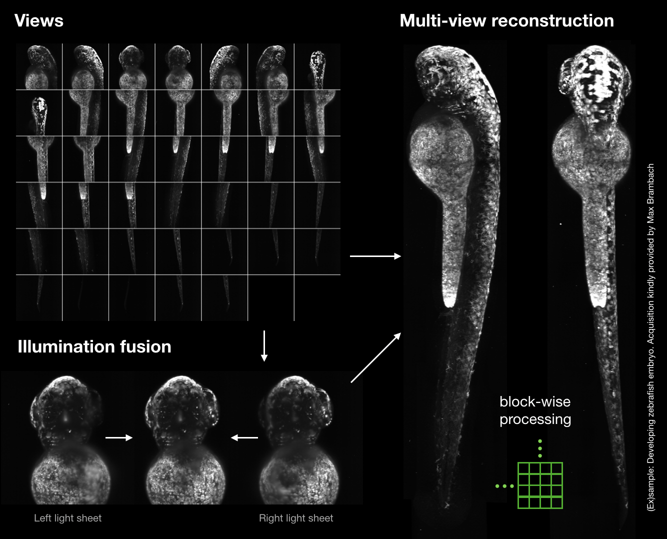 In toto multi-view reconstruction (ex)sample 1