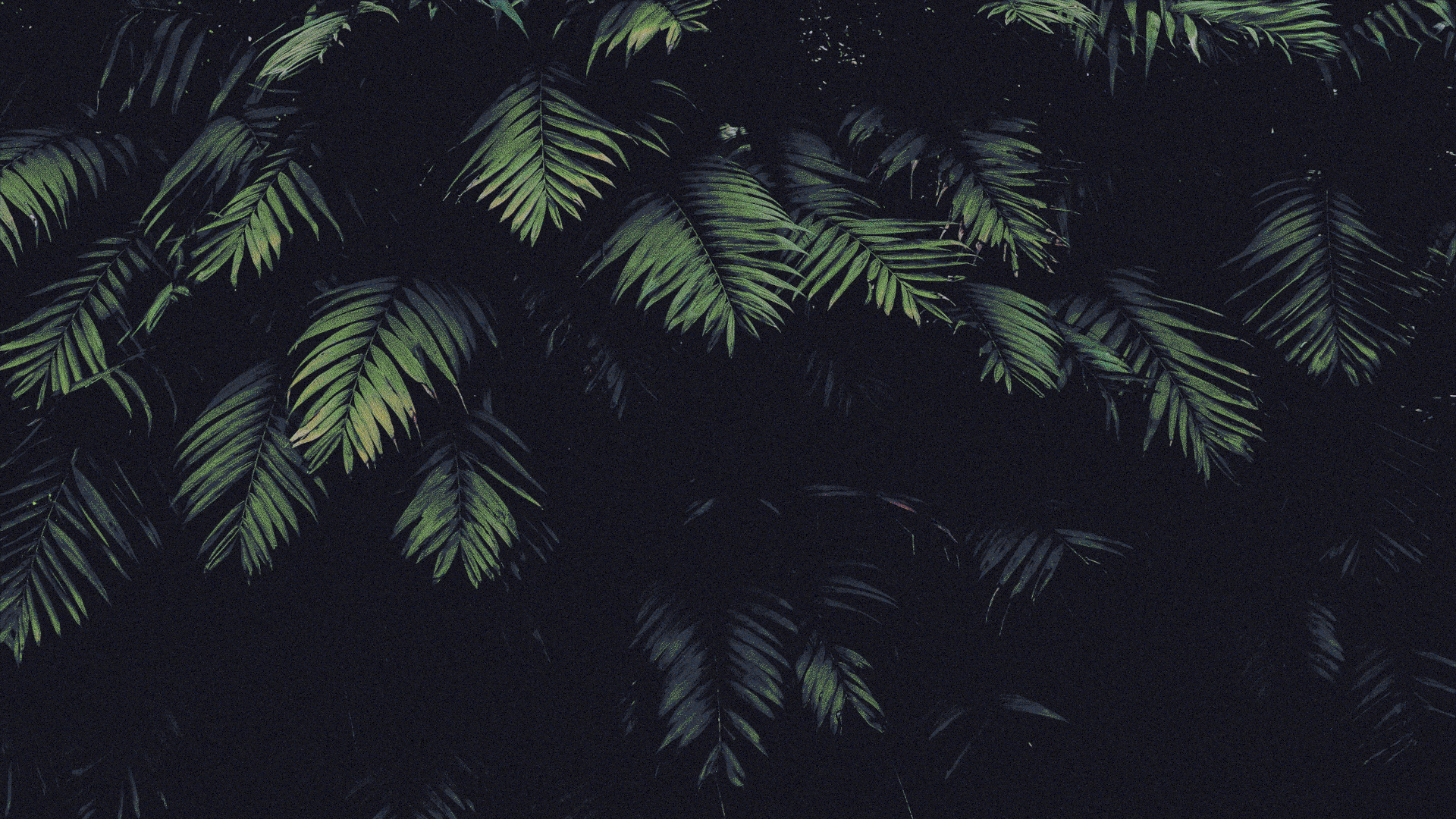 palm-leaves