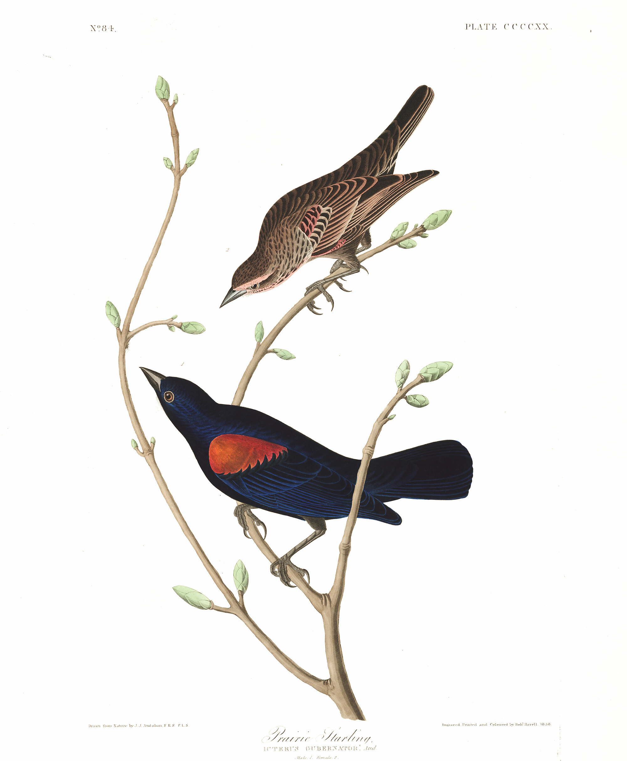 Plate 420 - Prairie Starling