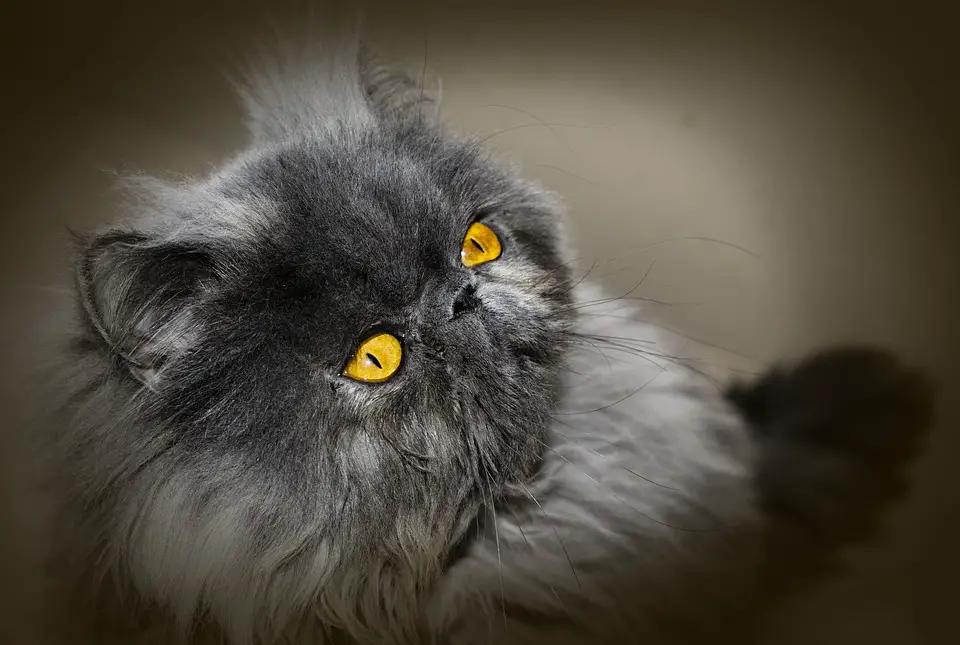 Persian cats