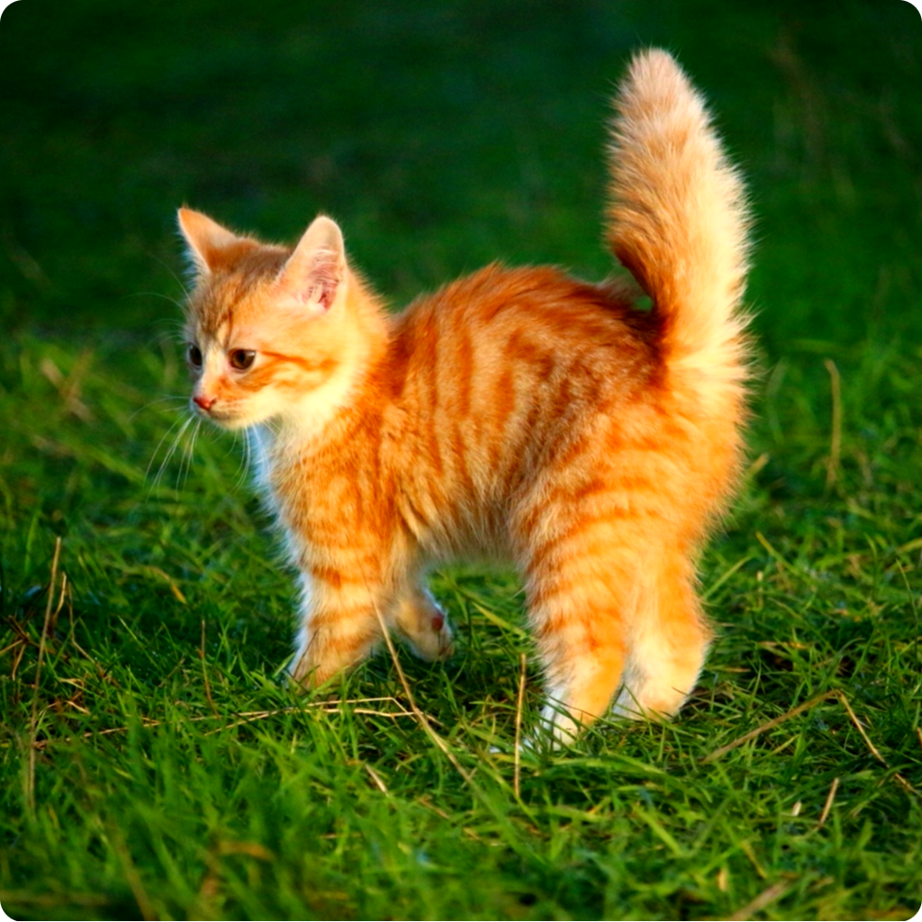 Orange kittyo