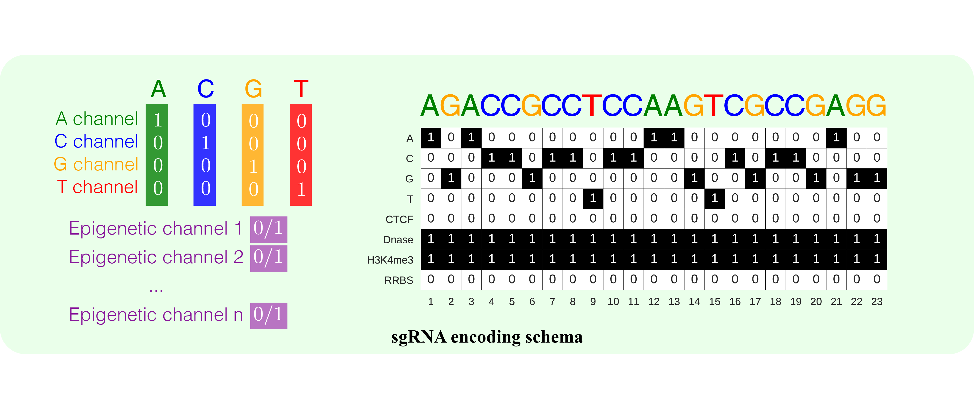 sgRNA Coding Schema