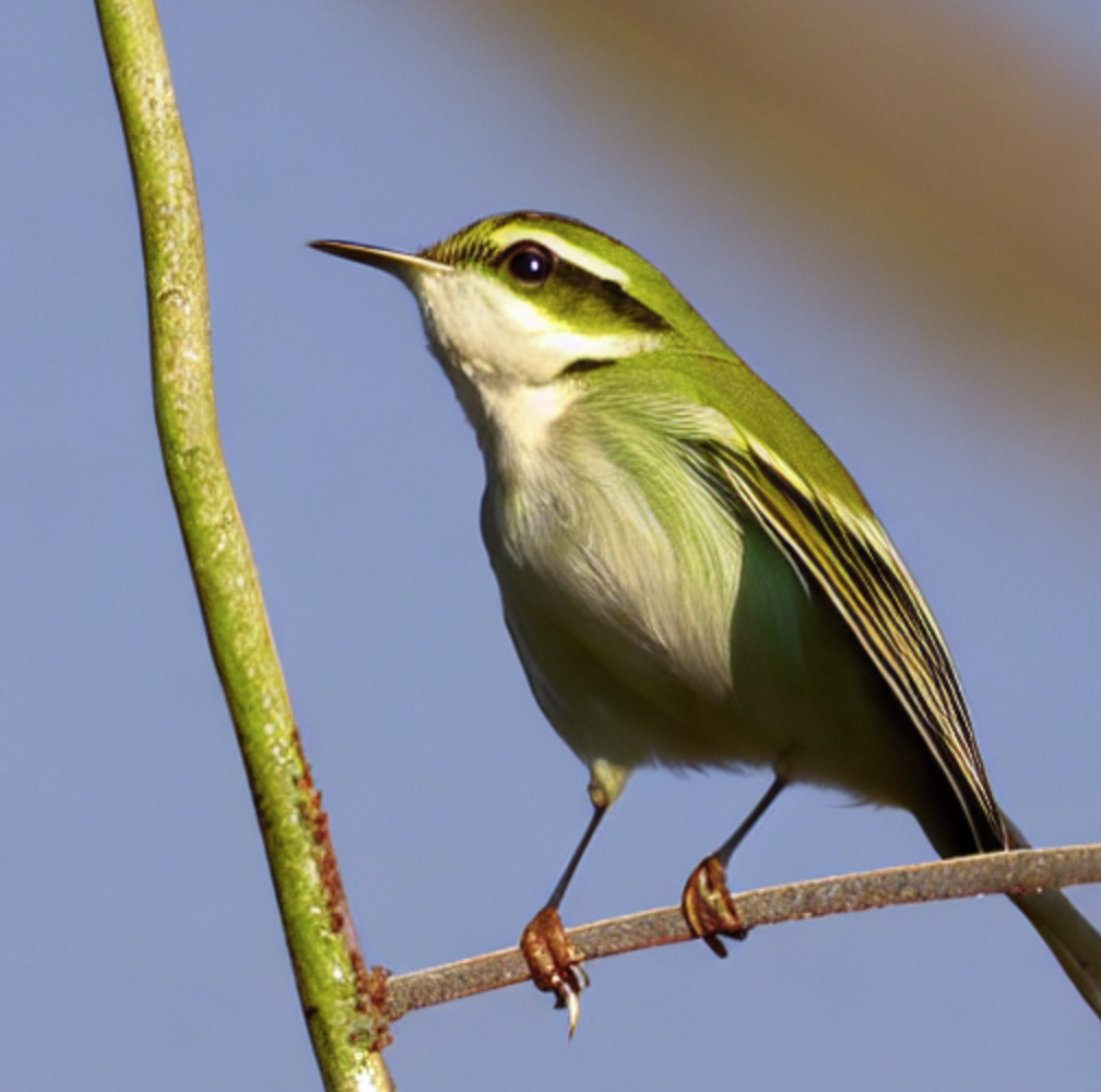 greater-cheeked of leaf-warbler