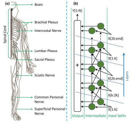 SpinalNet