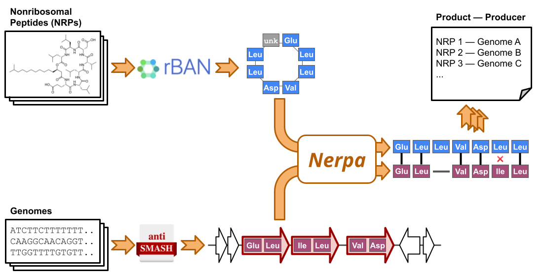 Nerpa pipeline